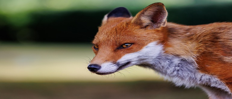 What is the Secret Sauce Behind Atlassian’s $610M Buy of The Browser Company What is the Secret Sauce Behind Atlassian’s $610M Buy of The Browser Company